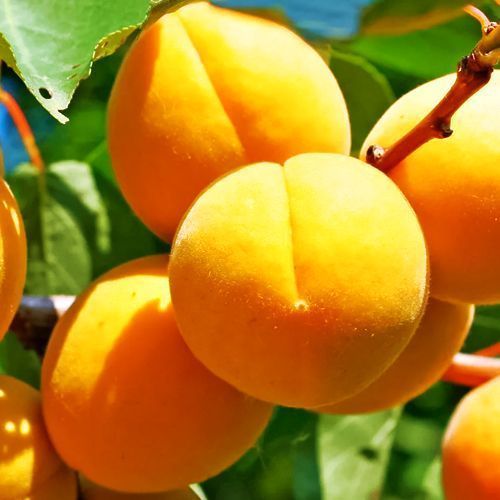 ������ ������ ������� ������ �����������   ����