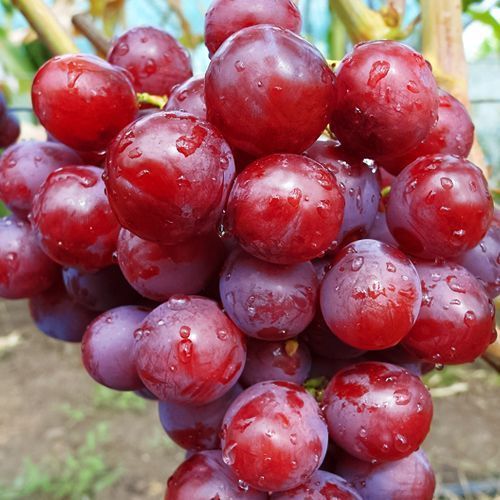 ������ ������ �������� ������   ����