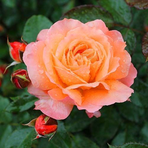 ������ ������ ���� ���� ���������   ����