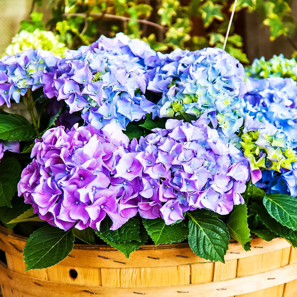 ������ ������ ��������� ������������� ���������������� ��� �����   ����