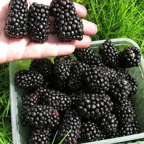 ������ ������ ������� ������   ����