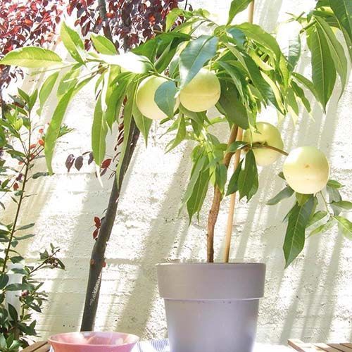 ������ ������ ������ ���� �� ������   ����