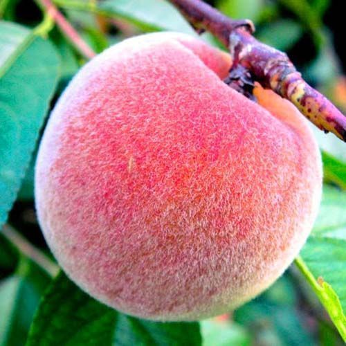 ������ ������ ������ ��������� ���-���-��   ����