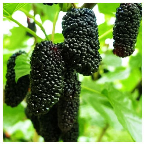 ������ ������ ��������� ������ �����������   ����