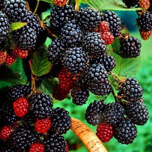 ������ ������ ������ ������ ���� ������   ����