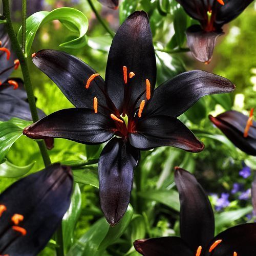 ������ ������ ����� ��������� ���� �� ����   ����