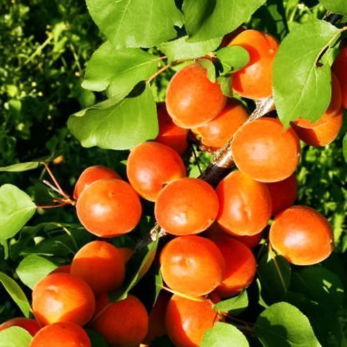 ������ ������ ������� ������������ ������   ����