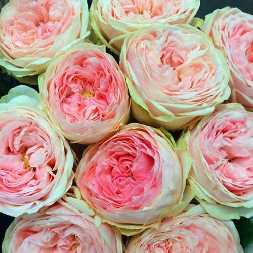 ������ ������ ���� ����� �������� ����   ����