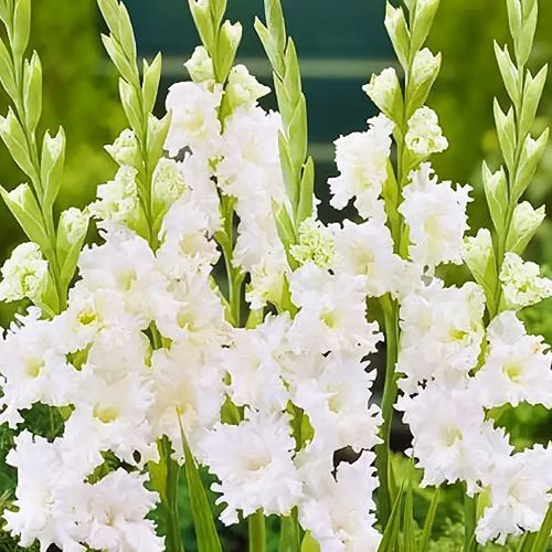 ������ ������ ��������� ������������� ����� �����   ����