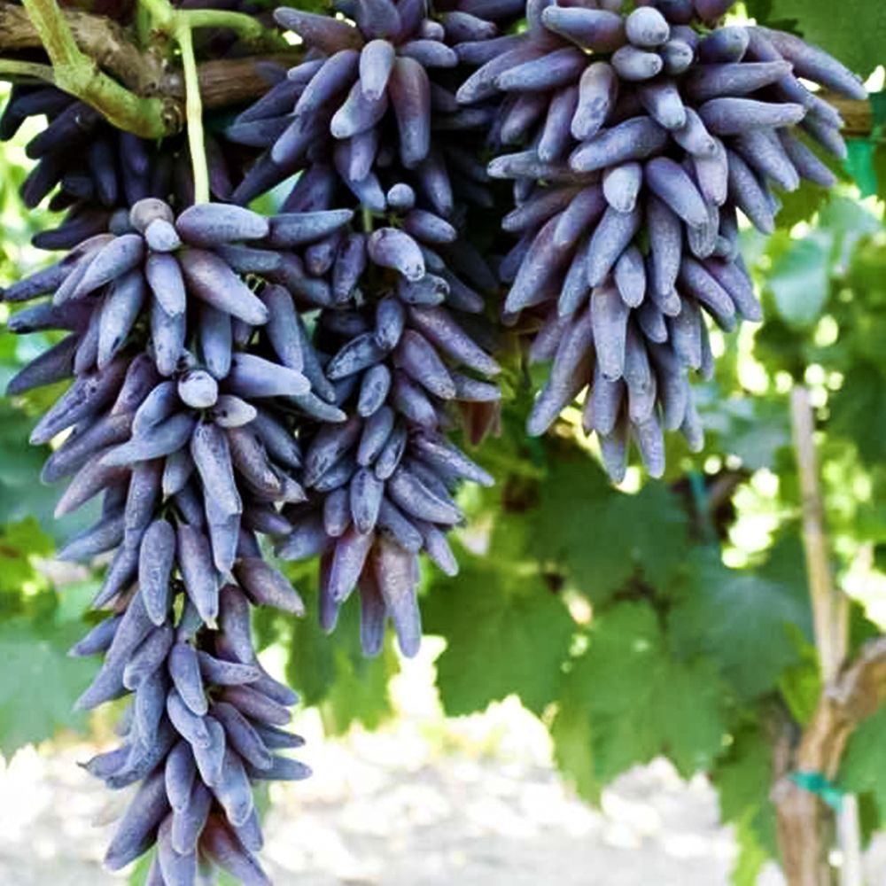 ������ ������ �������� �������� ������   ����