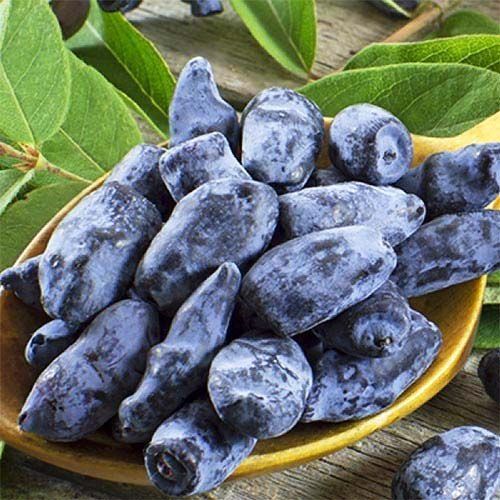 ������ ������ ��������� ������   ����