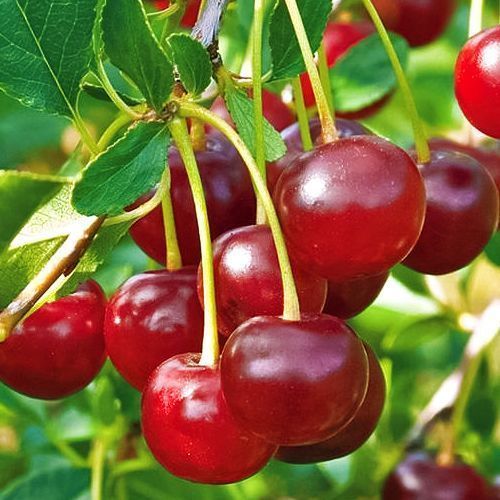 ������ ������ ����� ������ �����   ����