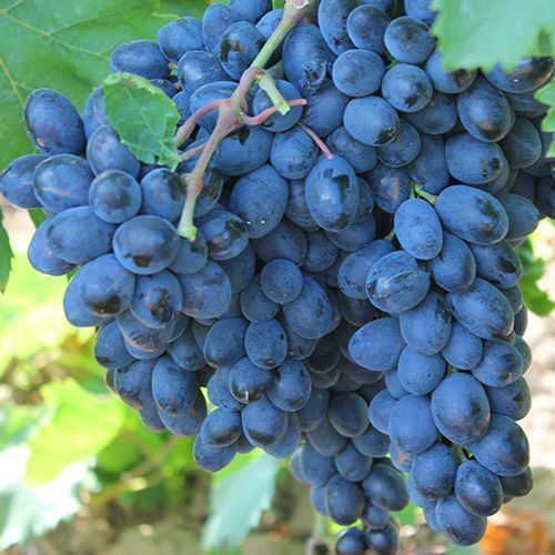 ������ ������ �������� ������ ������   ����