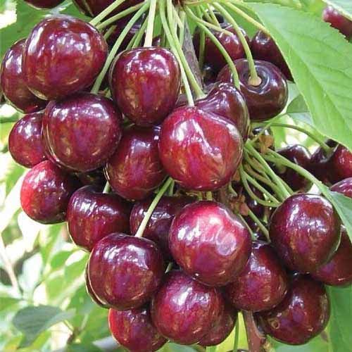 ������ ������ ������� �������� ������   ����