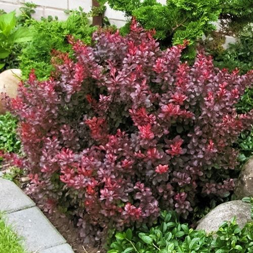 ������ ������ �������� �������� ������   ����