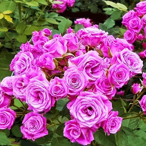 ������ ������ ���� ����� ������   ����