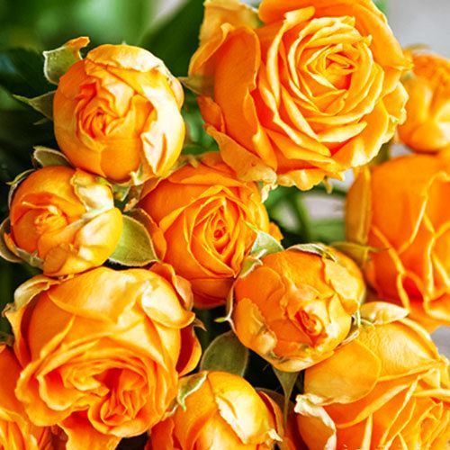 ������ ������ ���� ����� ����� �����   ����