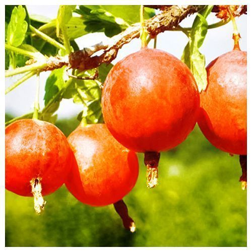 ������ ������ ��������� ������������� �������   ����