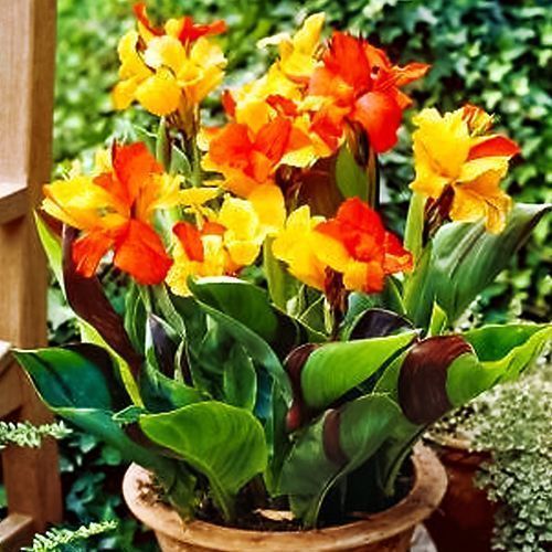 ������ ������ ����� ���������   ����