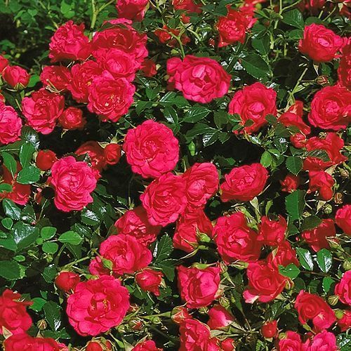 ������ ������ ���� �������������� ����   ����