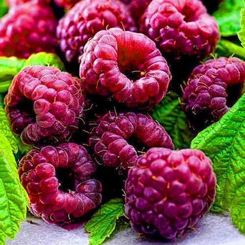 ������ ������ ������ ������ ���� ���   ����