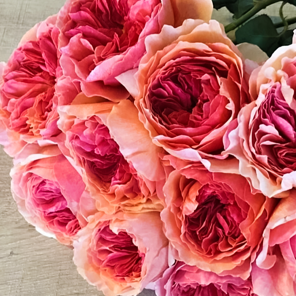 ������ ������ ���� ���� �������� �������� �����������   ����