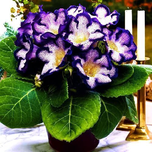 ������ ������ ��������� ������� ���   ����