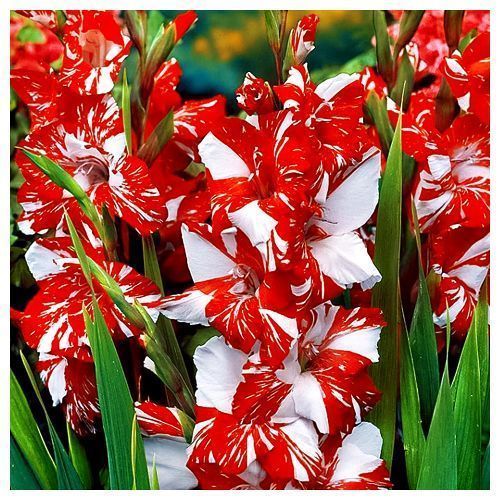 ������ ������ ��������� ��������������� ���������   ����