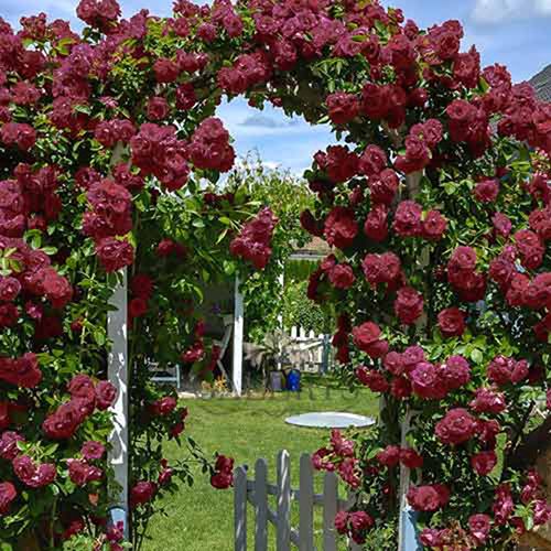 ������ ������ ���� ��������� ������ ��������   ����