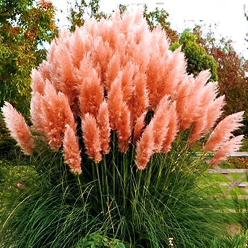 ������ ������ ��������� ����� �����   ����