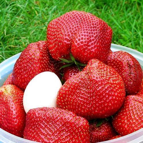 ������ ������ ��������� ������������� ������   ����