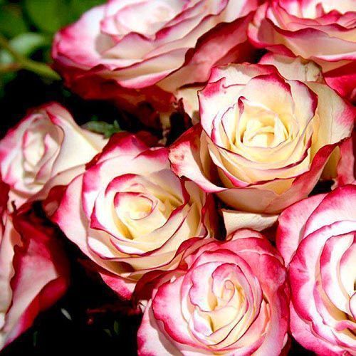 ������ ������ ���� �����-��������� �������   ����