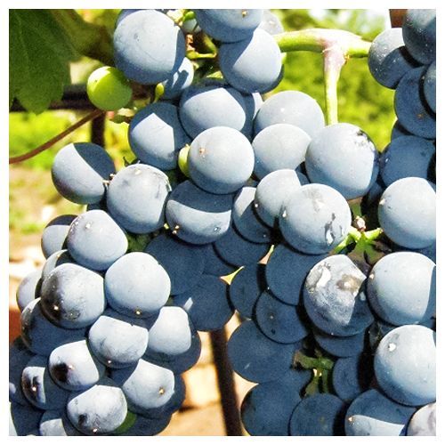 ������ ������ �������� �-26 ��������   ����