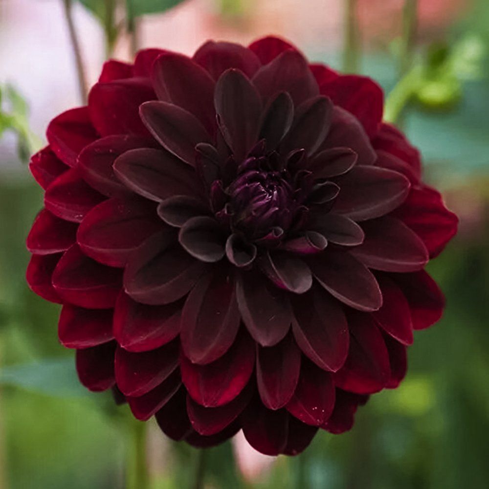 ������ ������ �������� ������������ ������� ����   ����