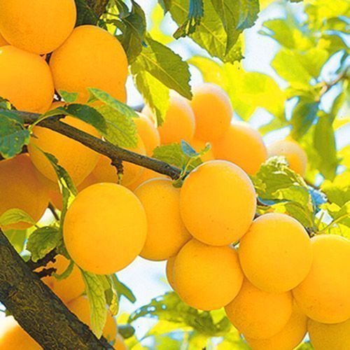 ������ ������ ����� ������� ������   ����