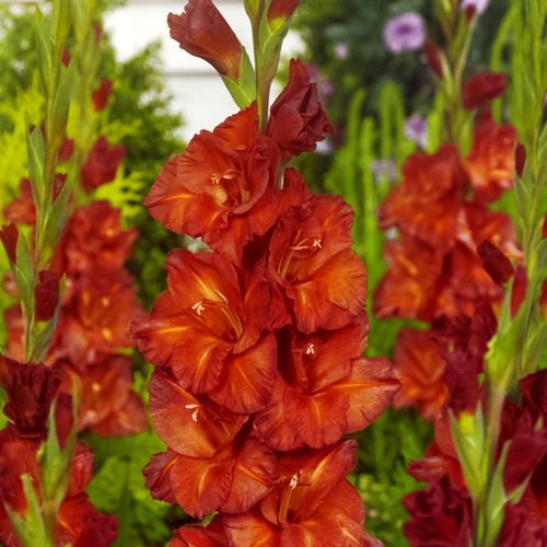 ������ ������ ��������� ��������������� �������   ����