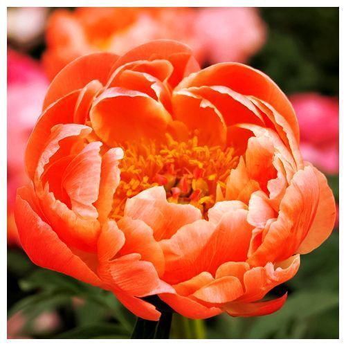 ������ ������ ���� ����� ����   ����