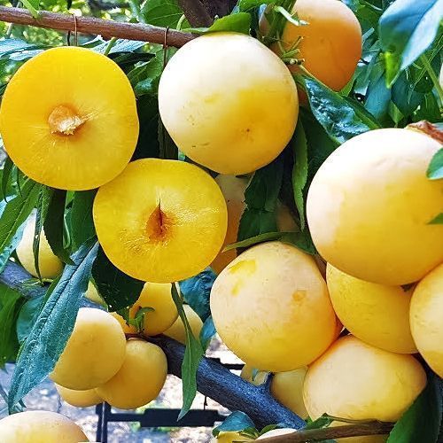 ������ ������ ����� ���������� �� �� ���   ����