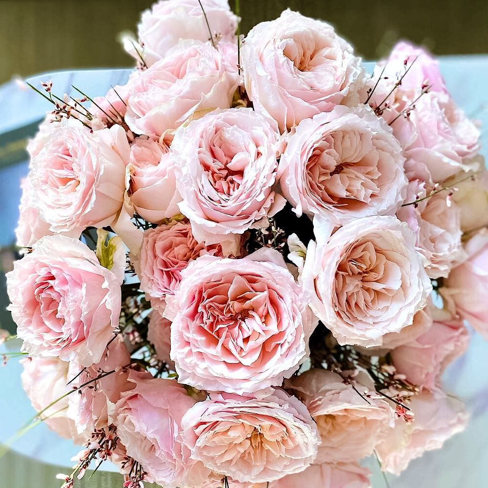 ������ ������ ���� �����-��������� �������� �������� �������   ����