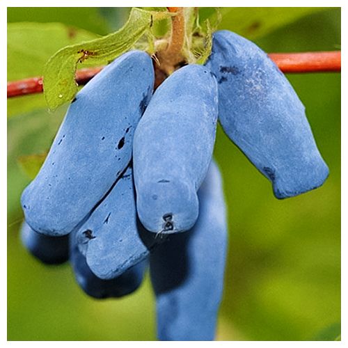 ������ ������ ��������� ���������� ���������   ����