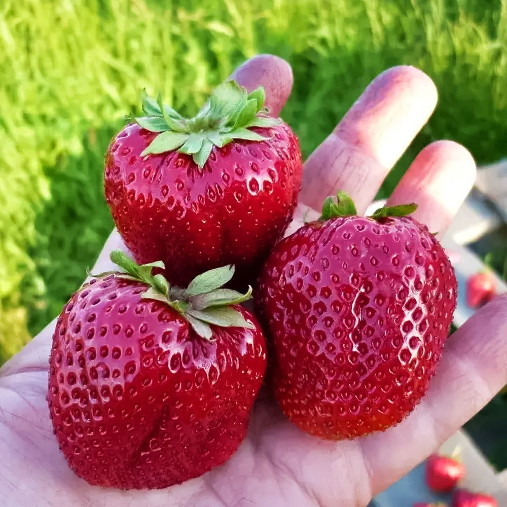 ������ ������ ��������� ������������� �����   ����