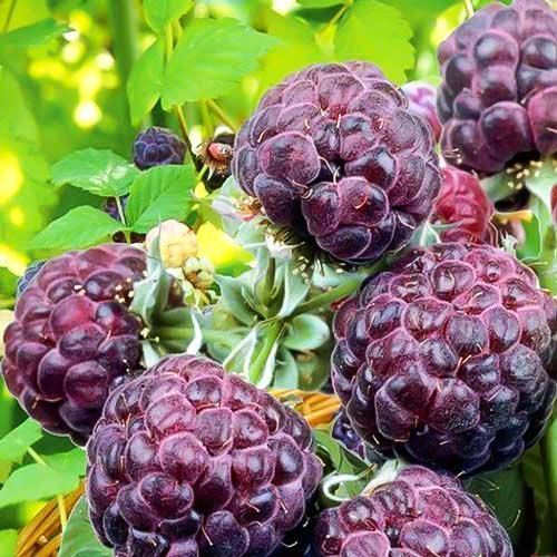 ������ ������ ������ ���������� ����� ������   ����