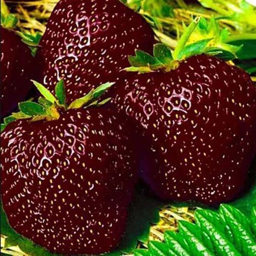 ������ ������ ��������� ������������� ������ �����   ����