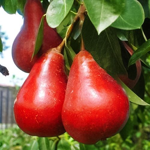 ������ ������ ����� �����������   ����