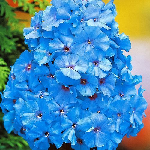 ������ ������ ����� ����������� ��� ���   ����