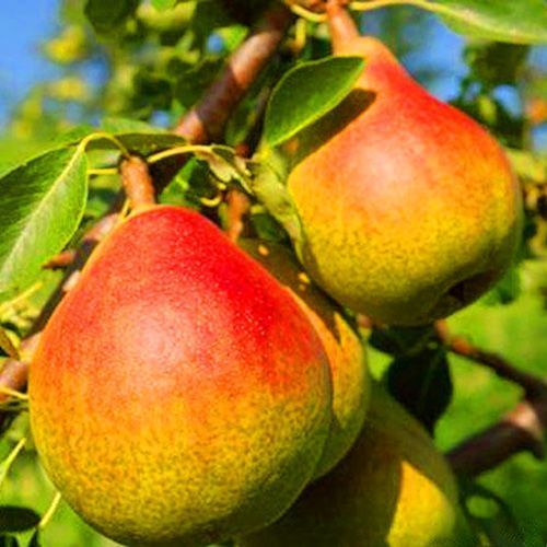 ������ ������ ����� ����� ������   ����