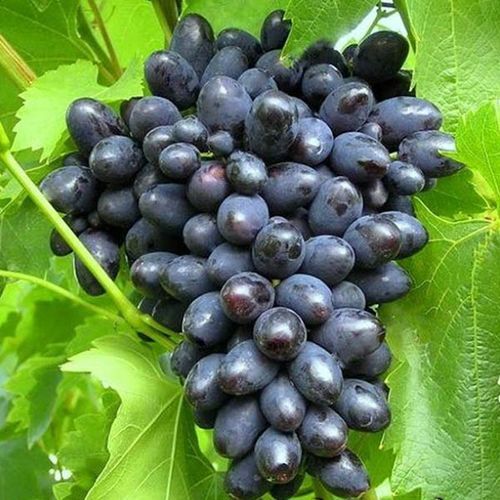 ������ ������ �������� ��������   ����