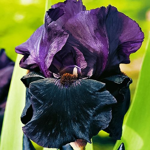 ������ ������ ���� ���������� ���� ����   ����