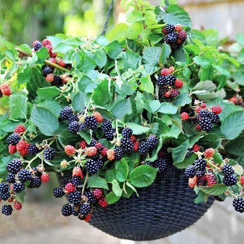 ������ ������ ������� ���������� ����� ����   ����