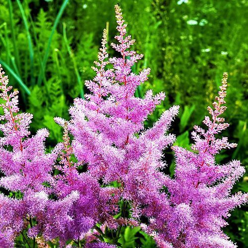 ������ ������ �������� ������� �������   ����